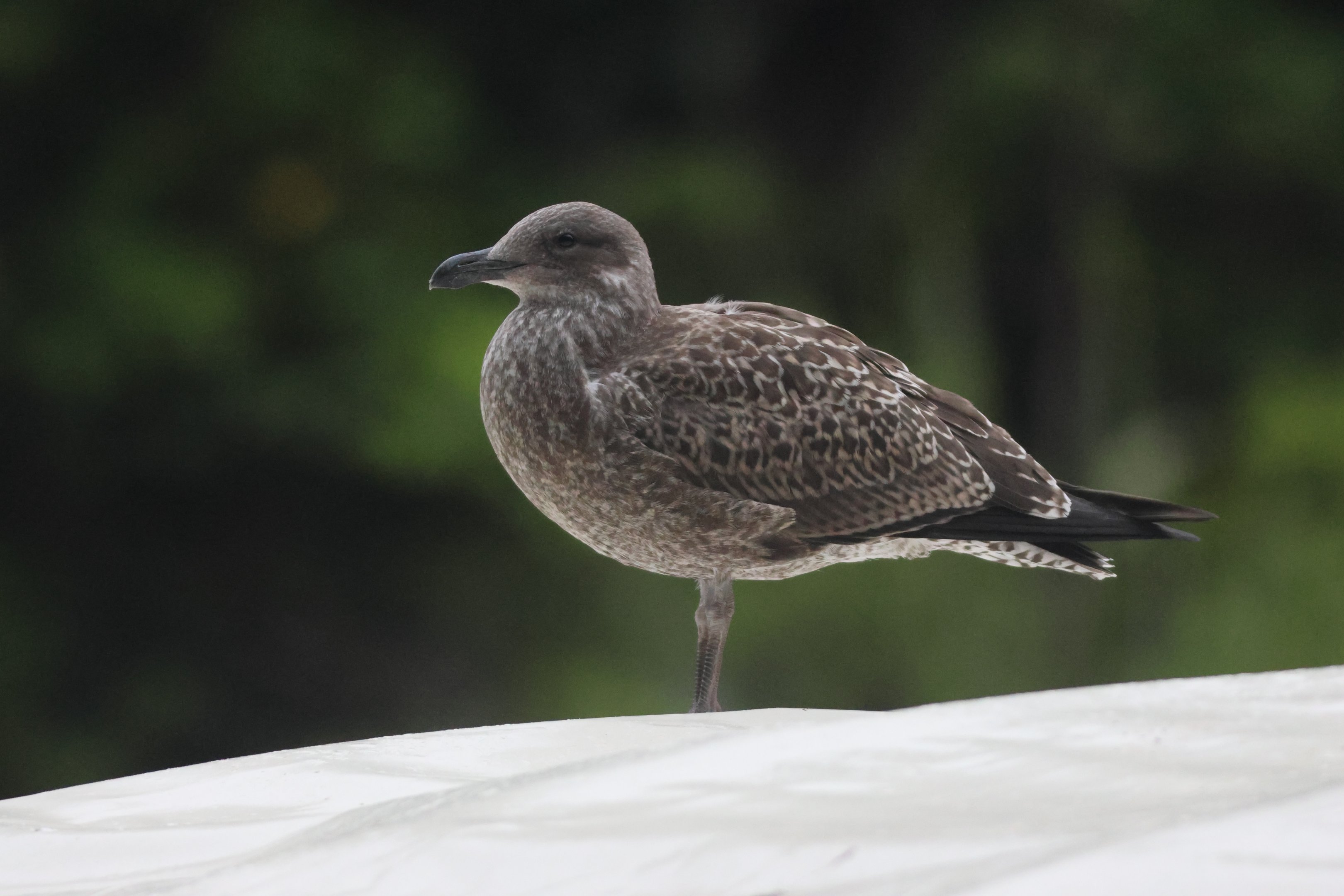 Kelp Gull (Larus dominicanus dominicanus) juvenile