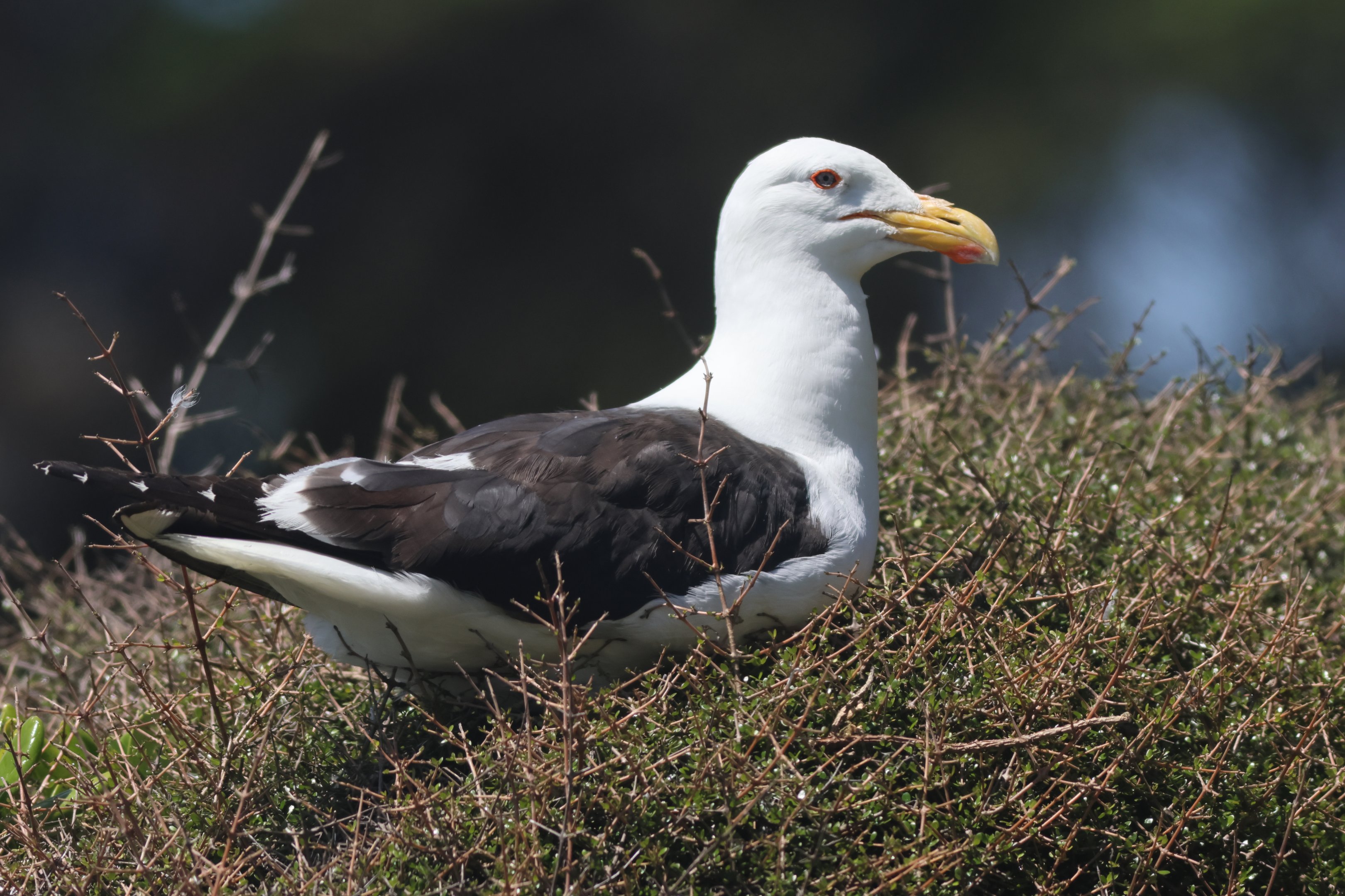 Kelp Gull (Larus dominicanus dominicanus), Mātiu/Somes Island