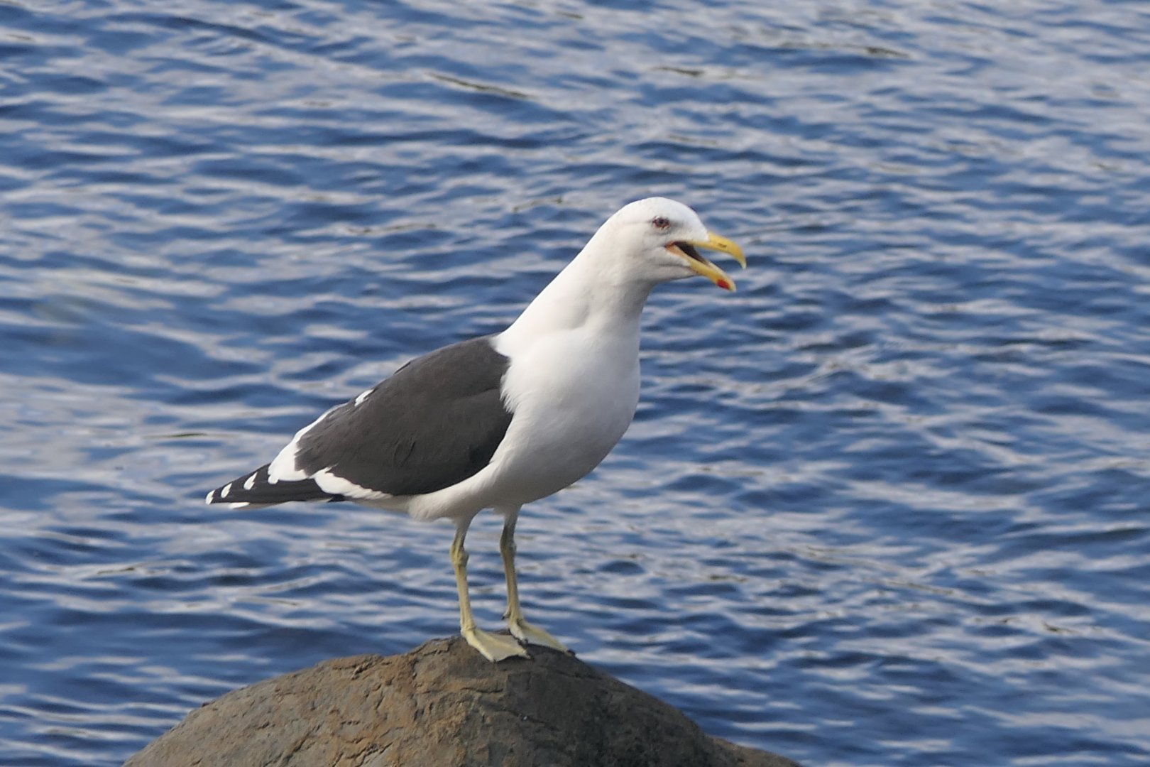 Kelp Gull (Larus dominicanus dominicanus)
