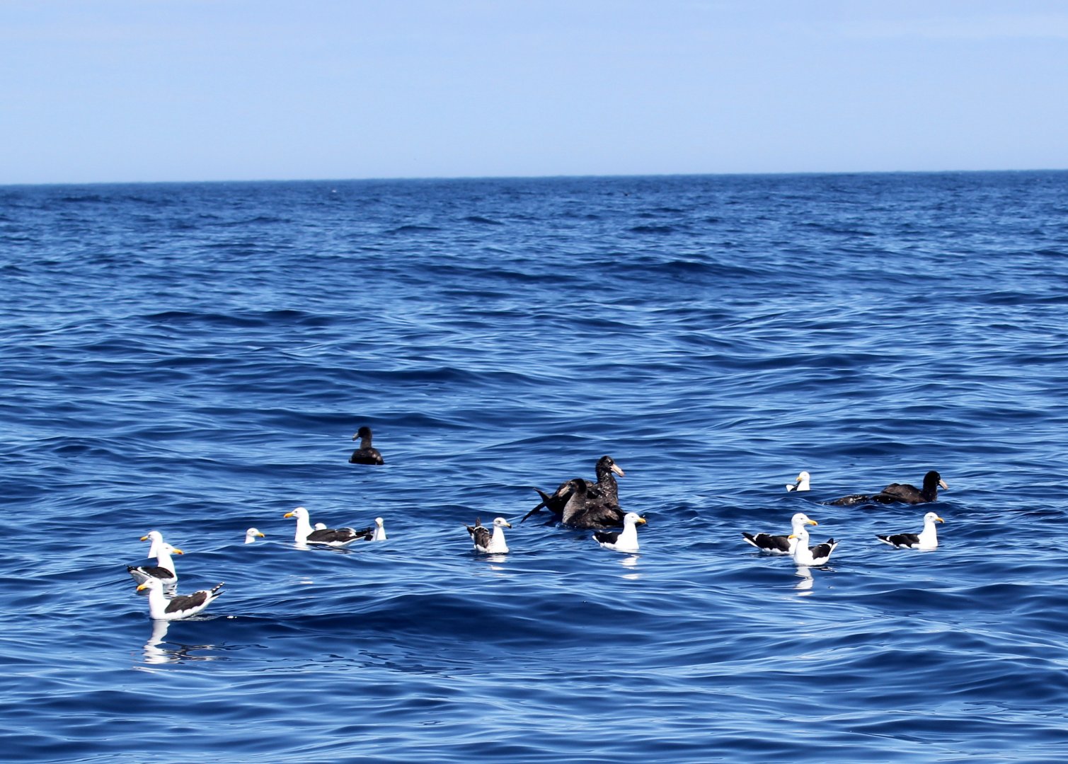 kelp gull (Larus dominicanus) & Southern Giant-Petrel (Macronectes giganteus)