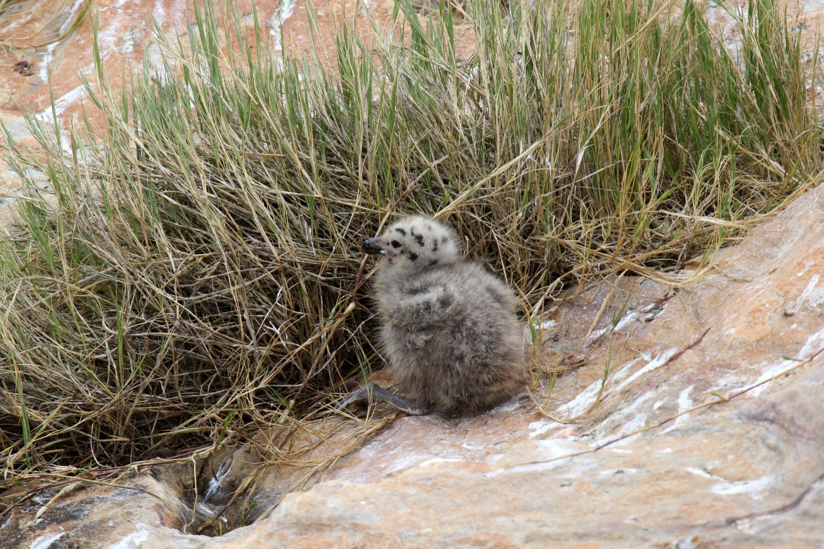 kelp gull (Larus dominicanus) young