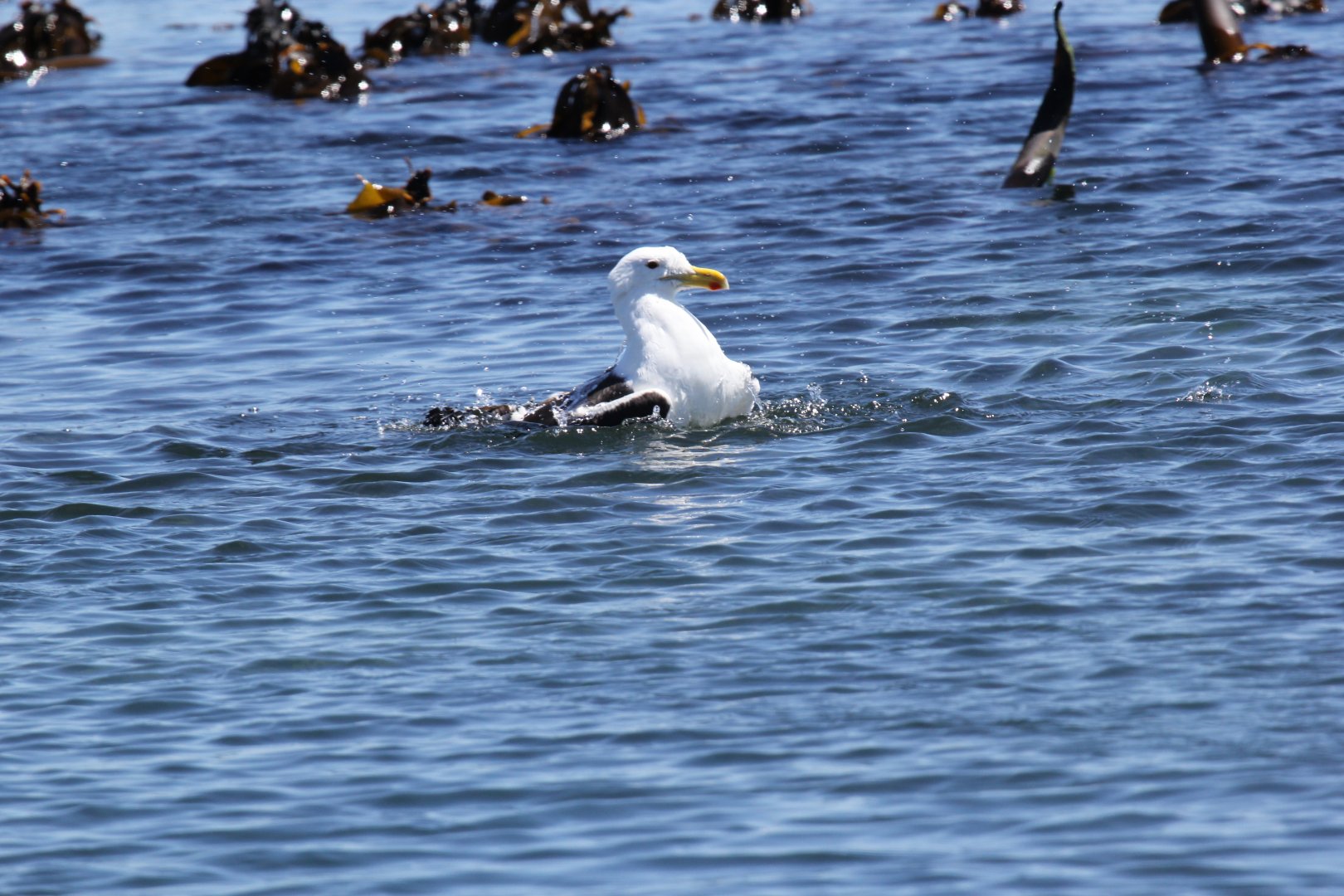 Kelp Gull (Larus dominicanus)