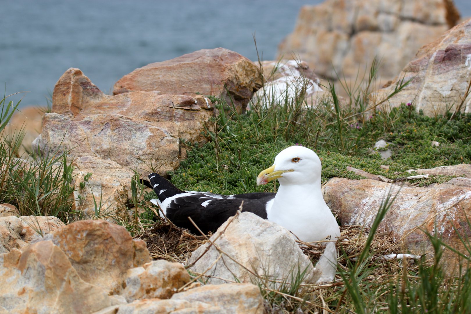 kelp gull (Larus dominicanus)