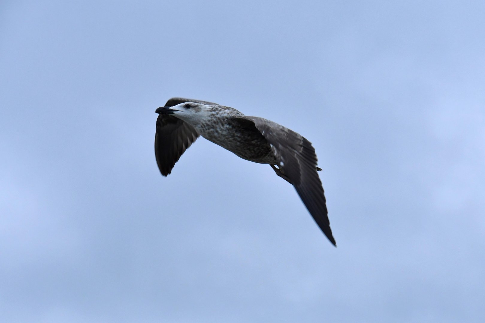 Kelp Gull (Larus dominicanus)