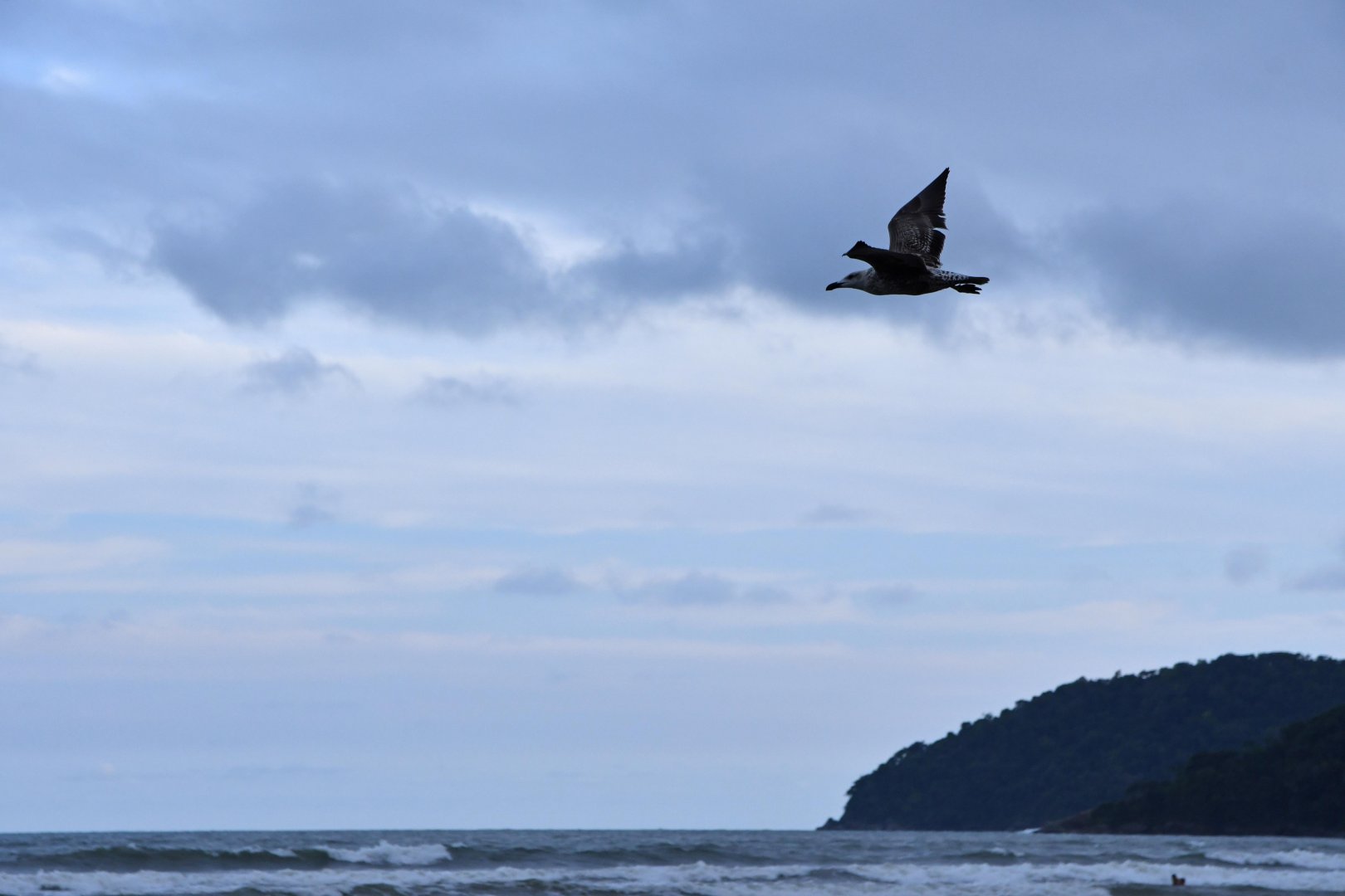 Kelp Gull (Larus dominicanus)