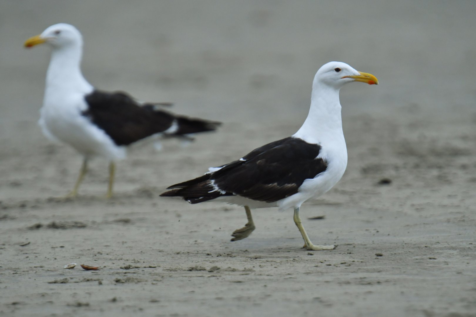 Kelp Gull (Larus dominicanus)