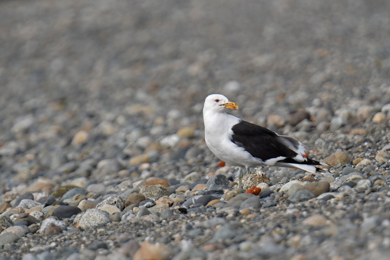 Kelp Gull Larus dominicanus