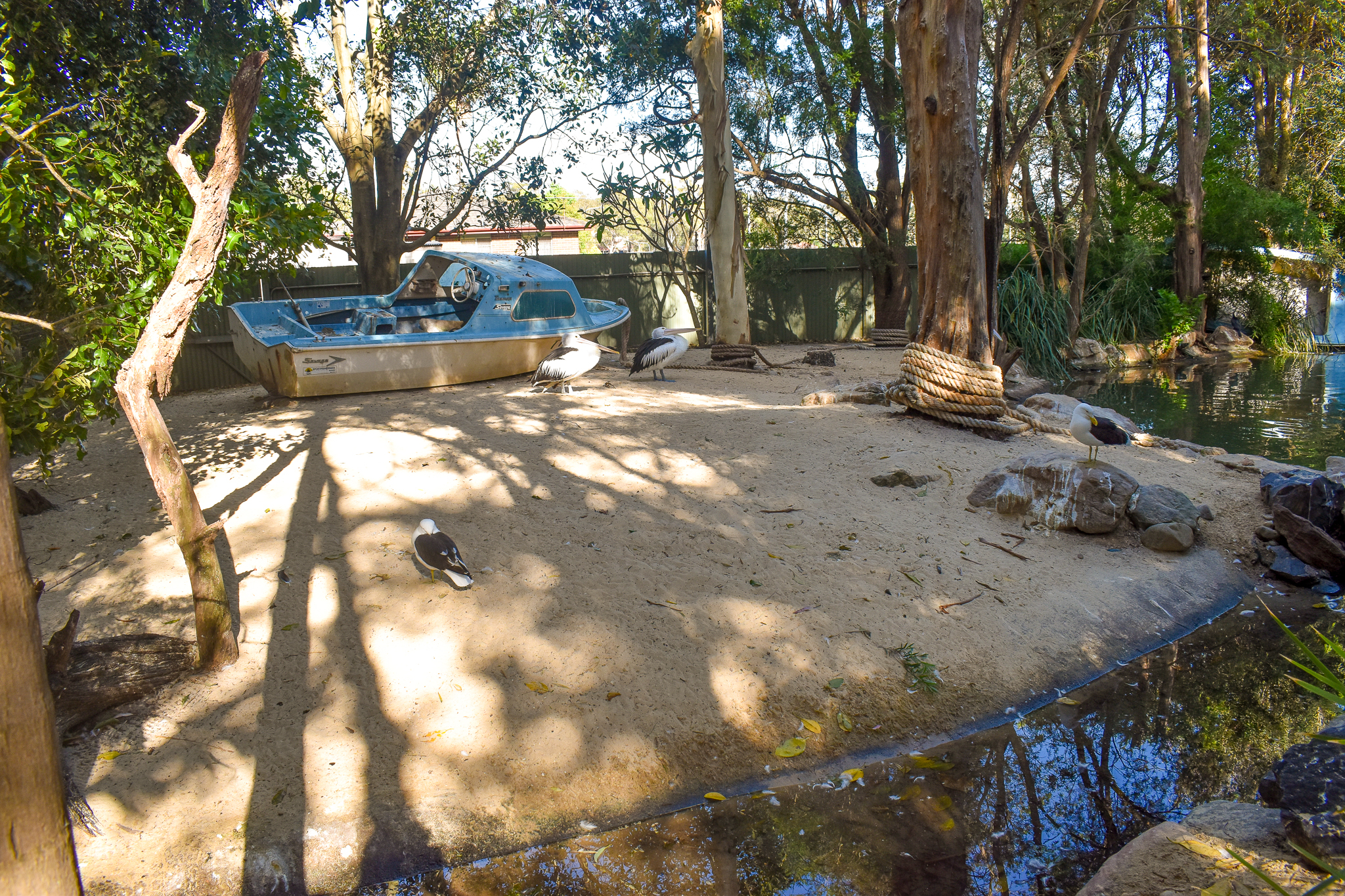 Kelp Gull/Pelican Enclosure