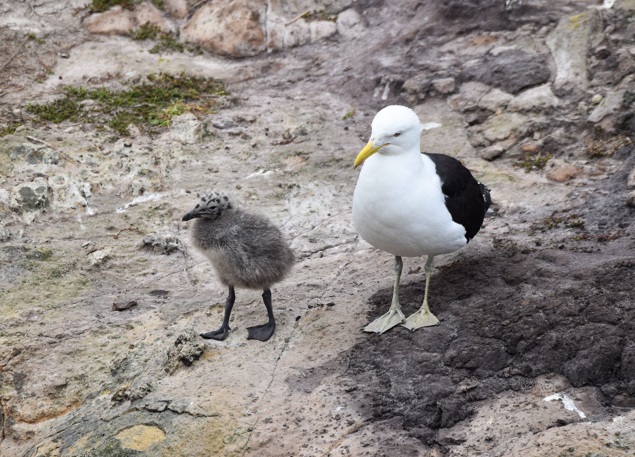 Kelp Gull with chick