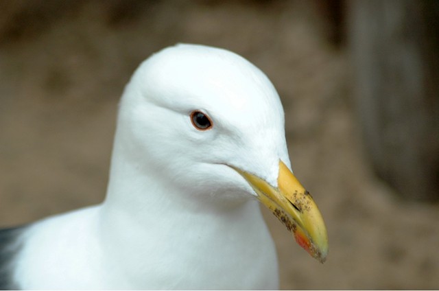Kelp Gull