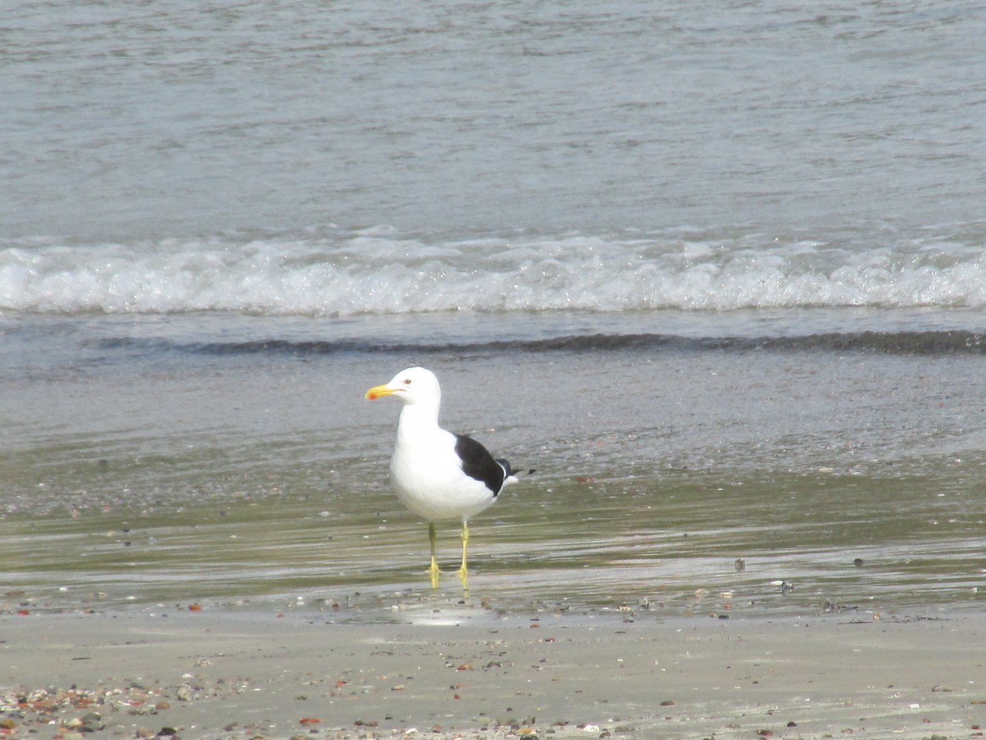 kelp gull