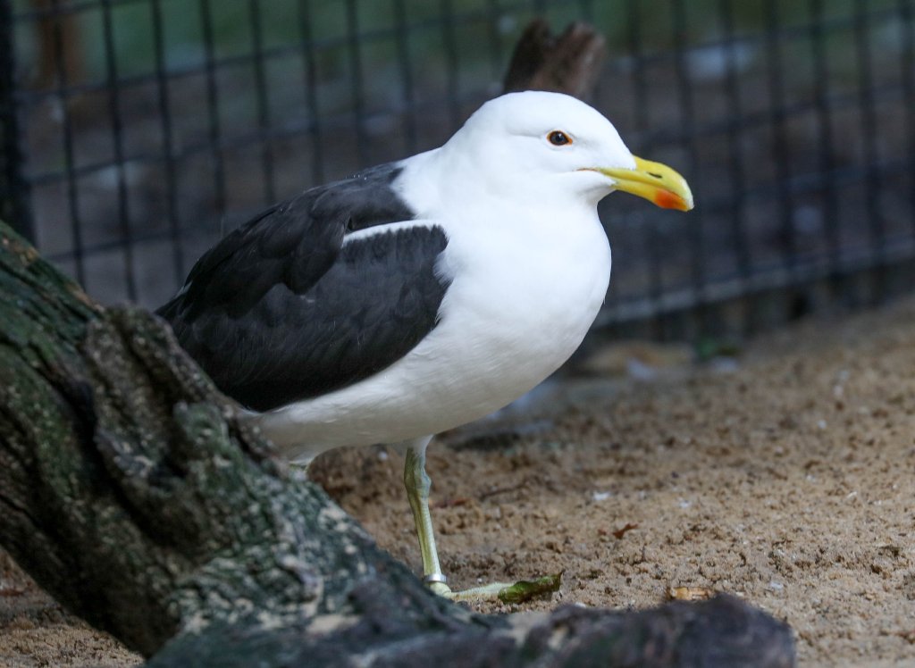 Kelp Gull