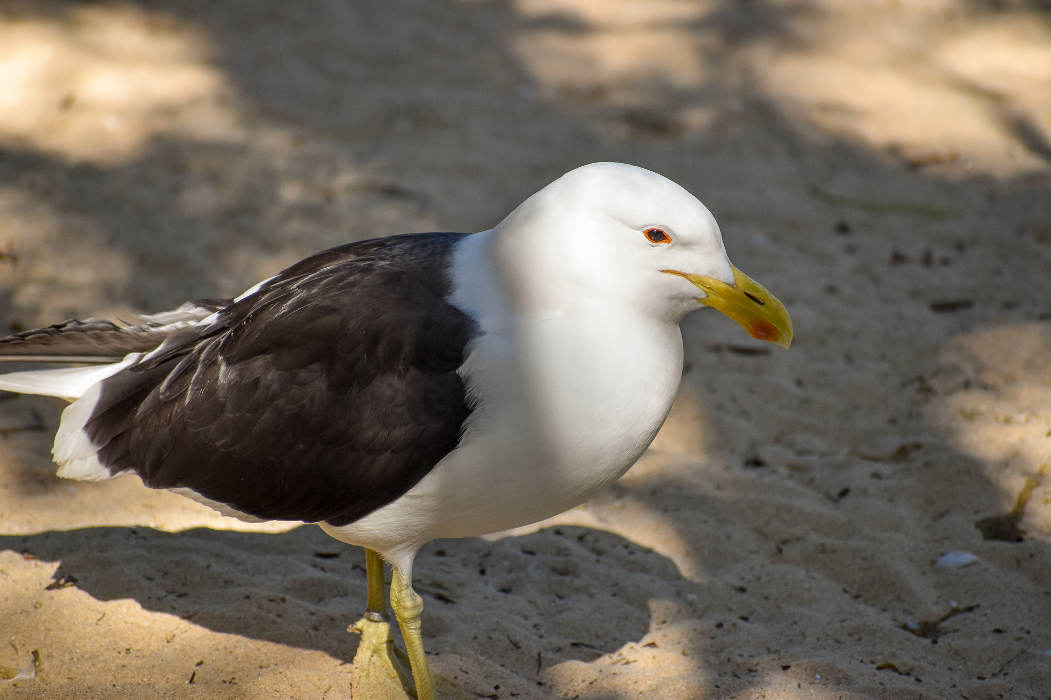 Kelp Gull