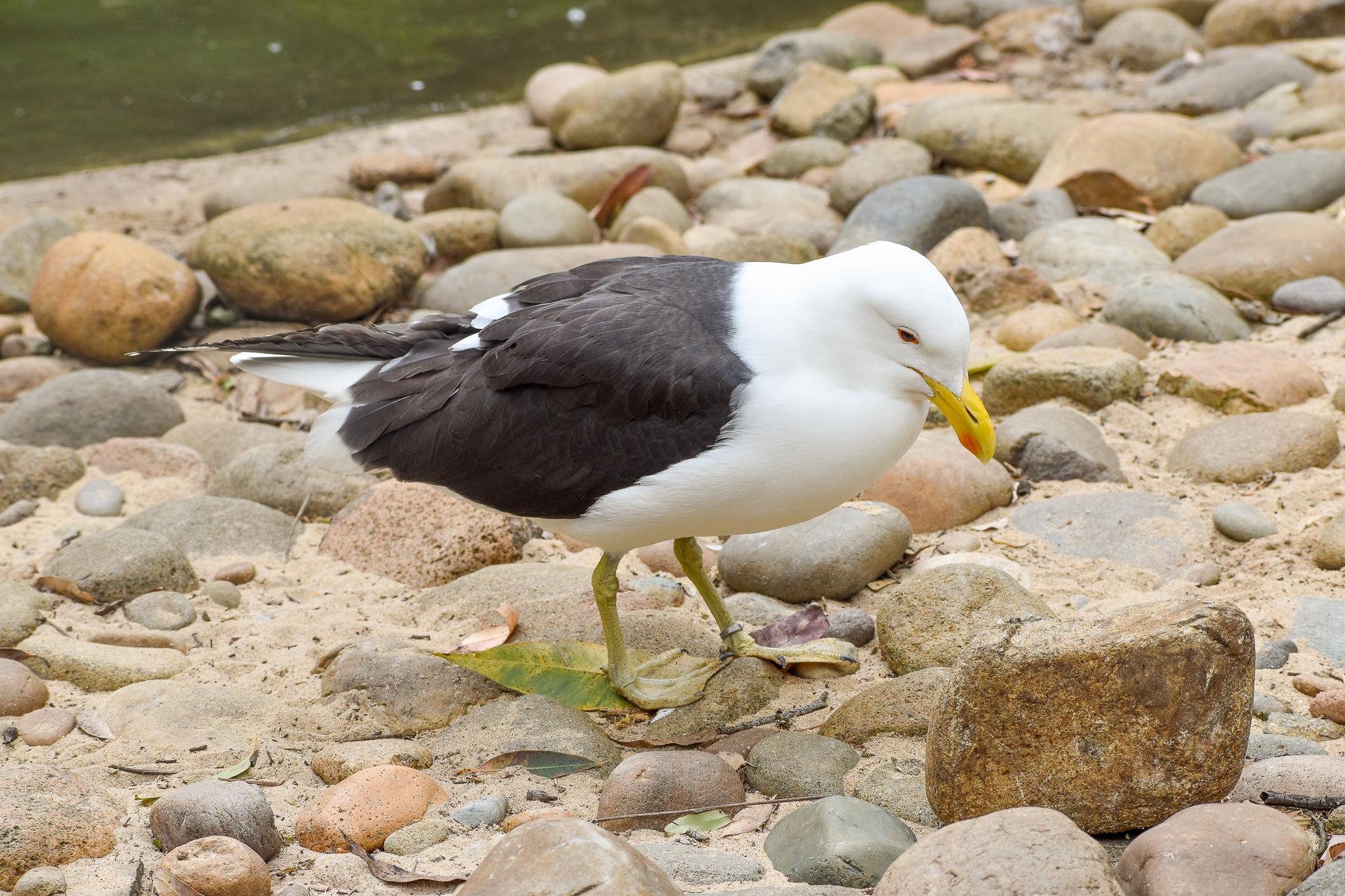 Kelp Gull