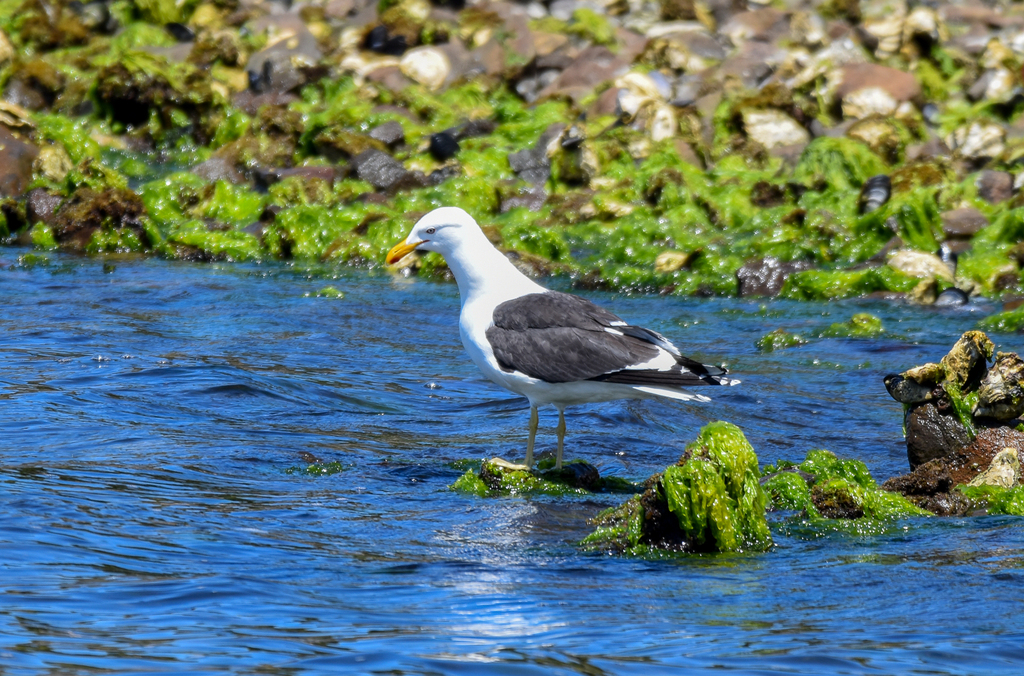 Kelp Gull