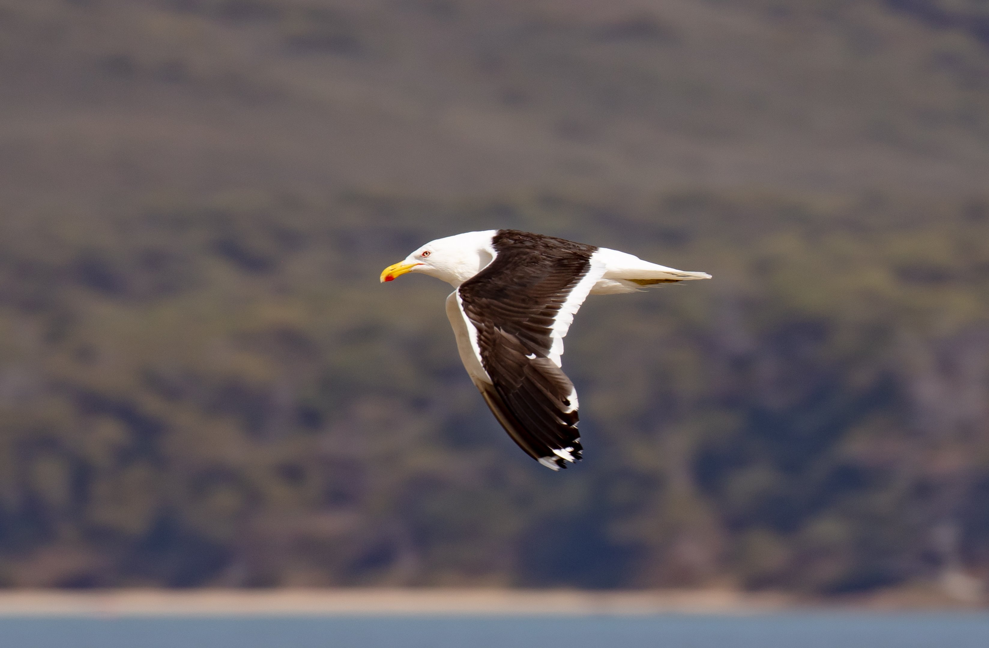 Kelp Gull