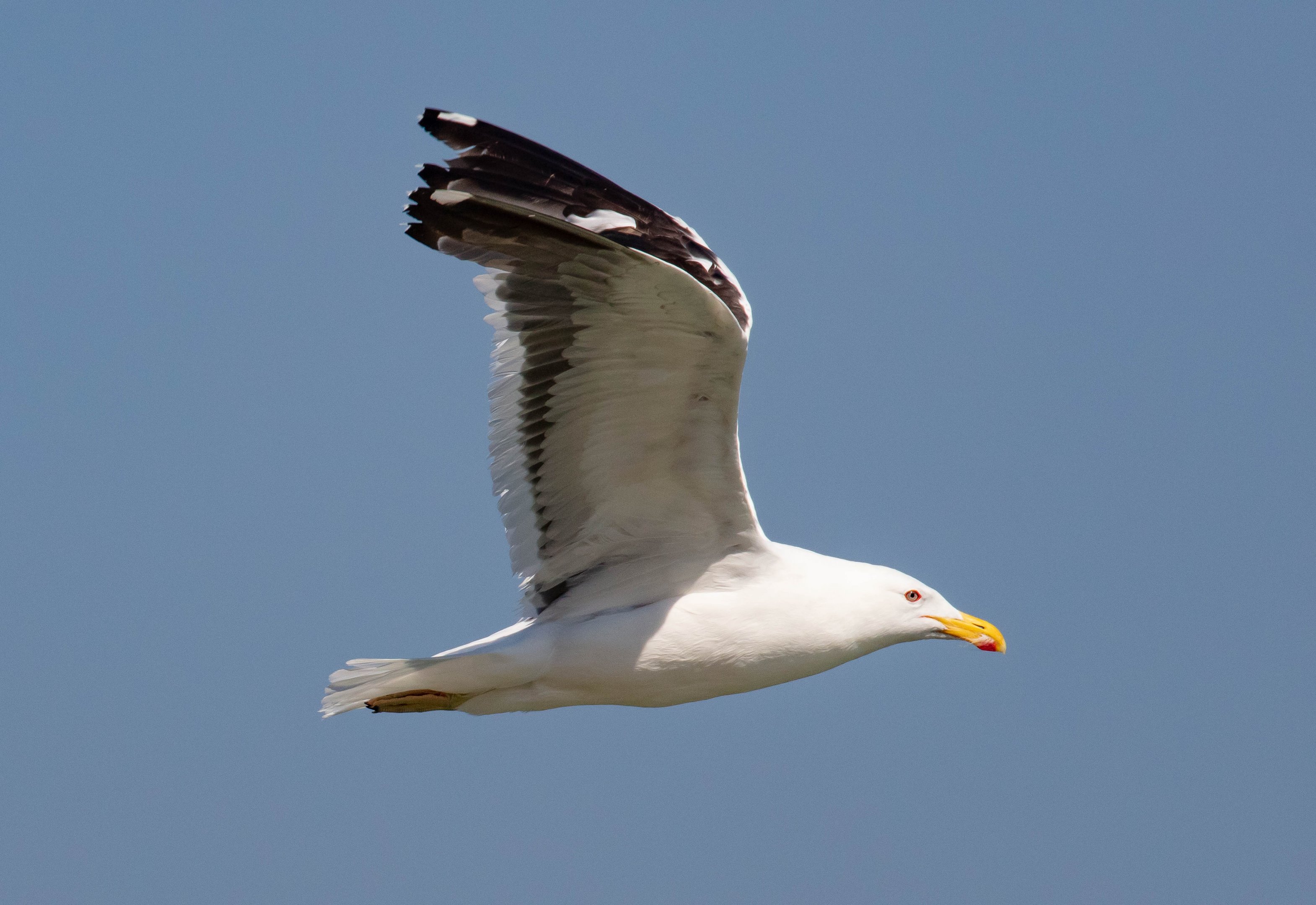 Kelp Gull
