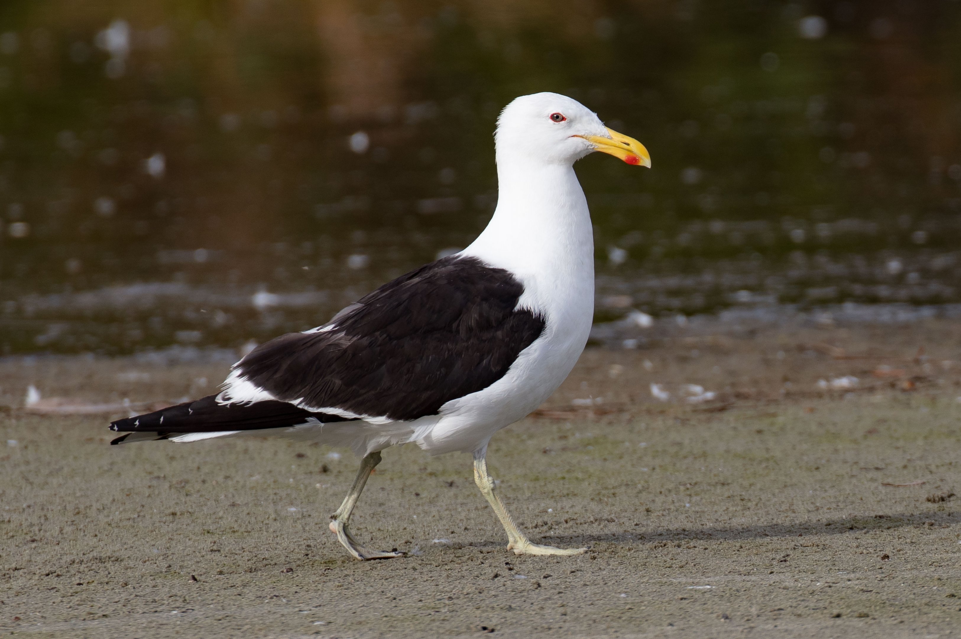 Kelp Gull