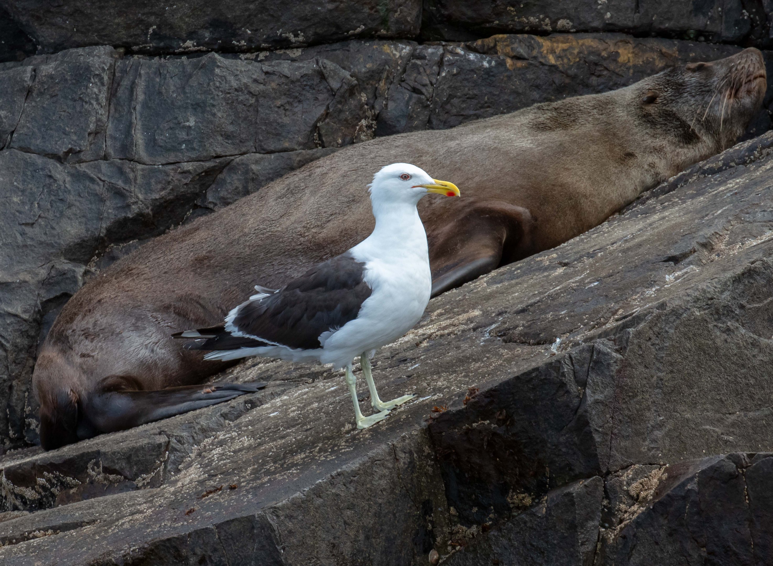 Kelp Gull