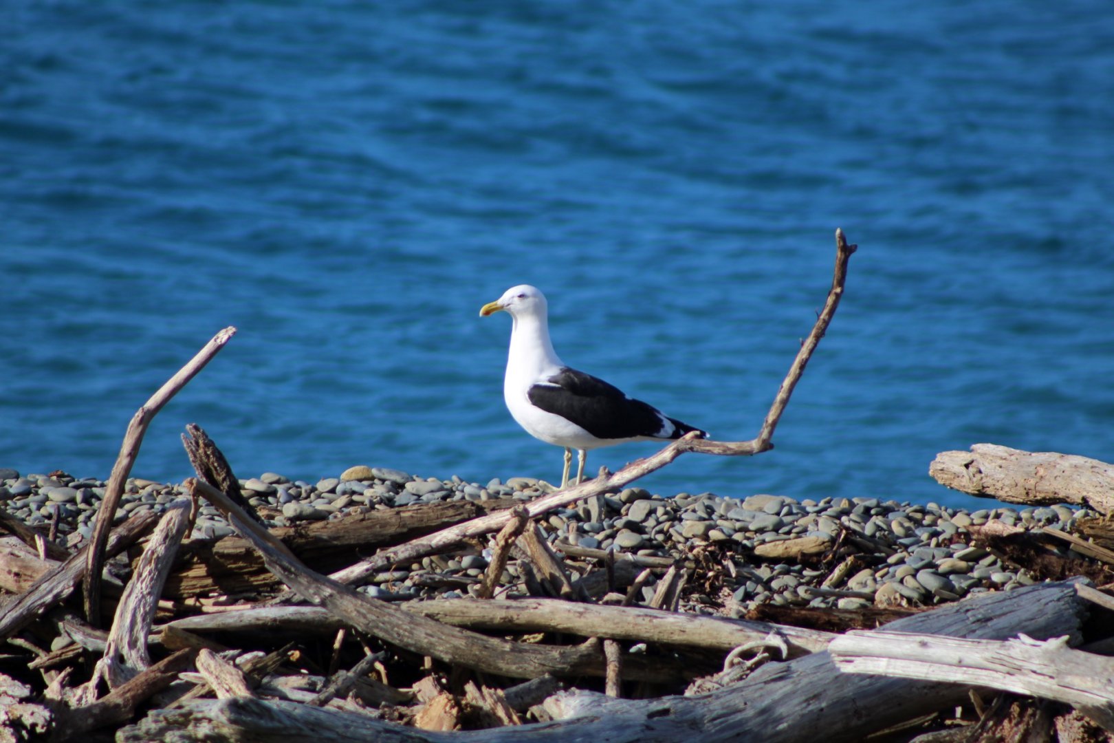 Kelp Gull
