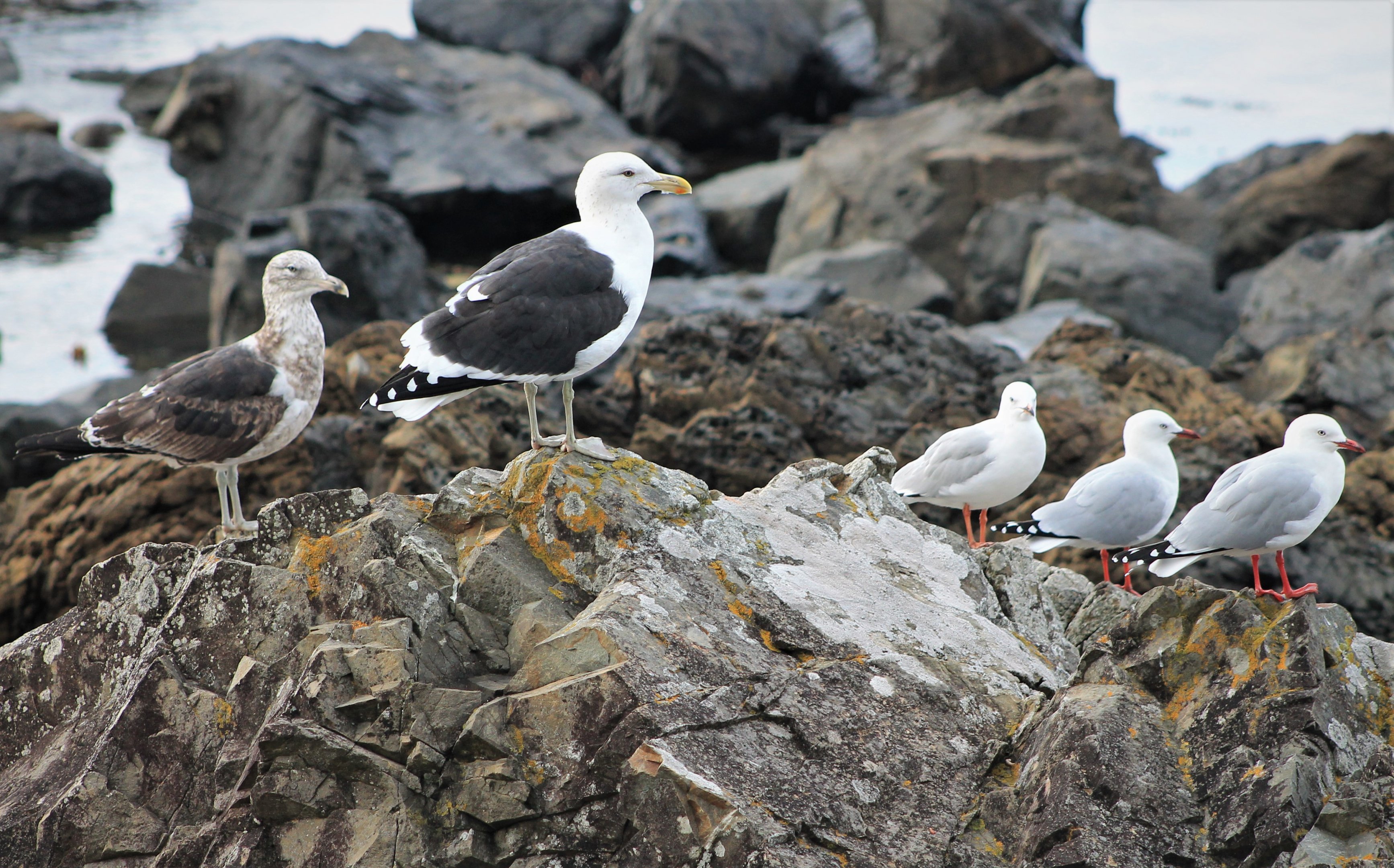 Kelp Gulls and Red-billed Gulls size comparison