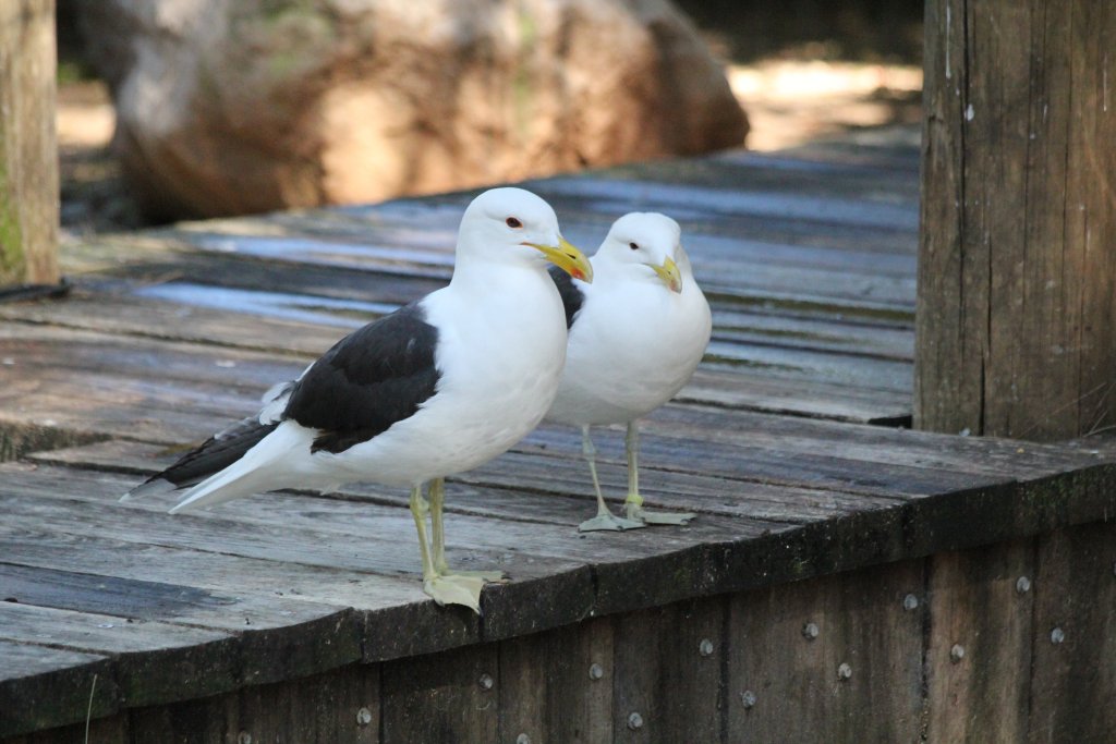 Kelp Gulls