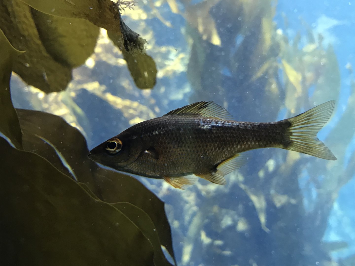 Kelp perch