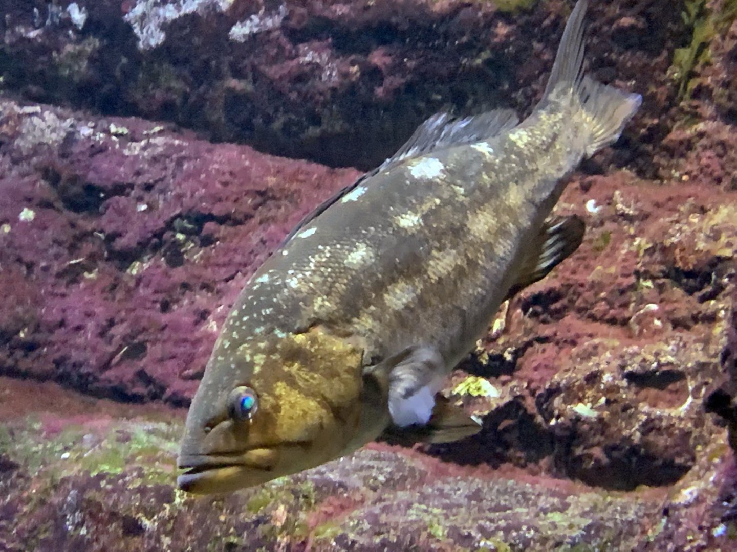 Kelp Rockfish (Sebastes atrovirens)