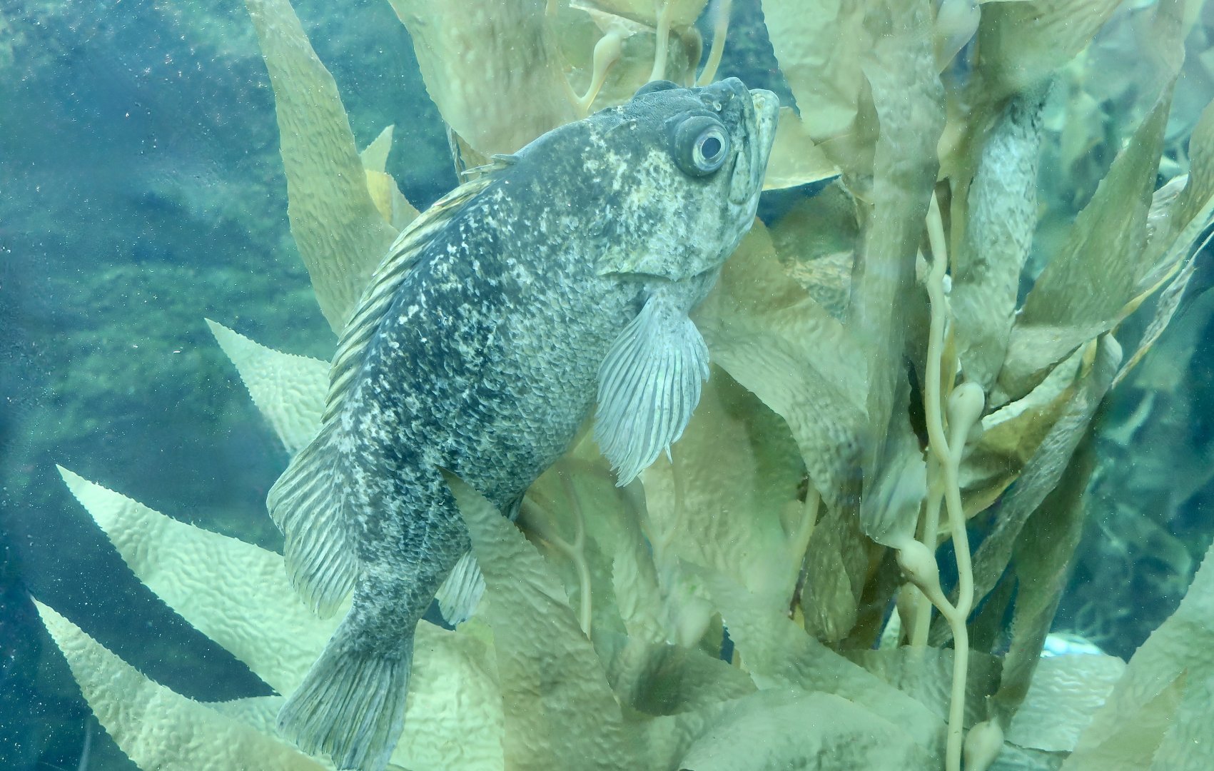 Kelp Rockfish (Sebastes atrovirens)