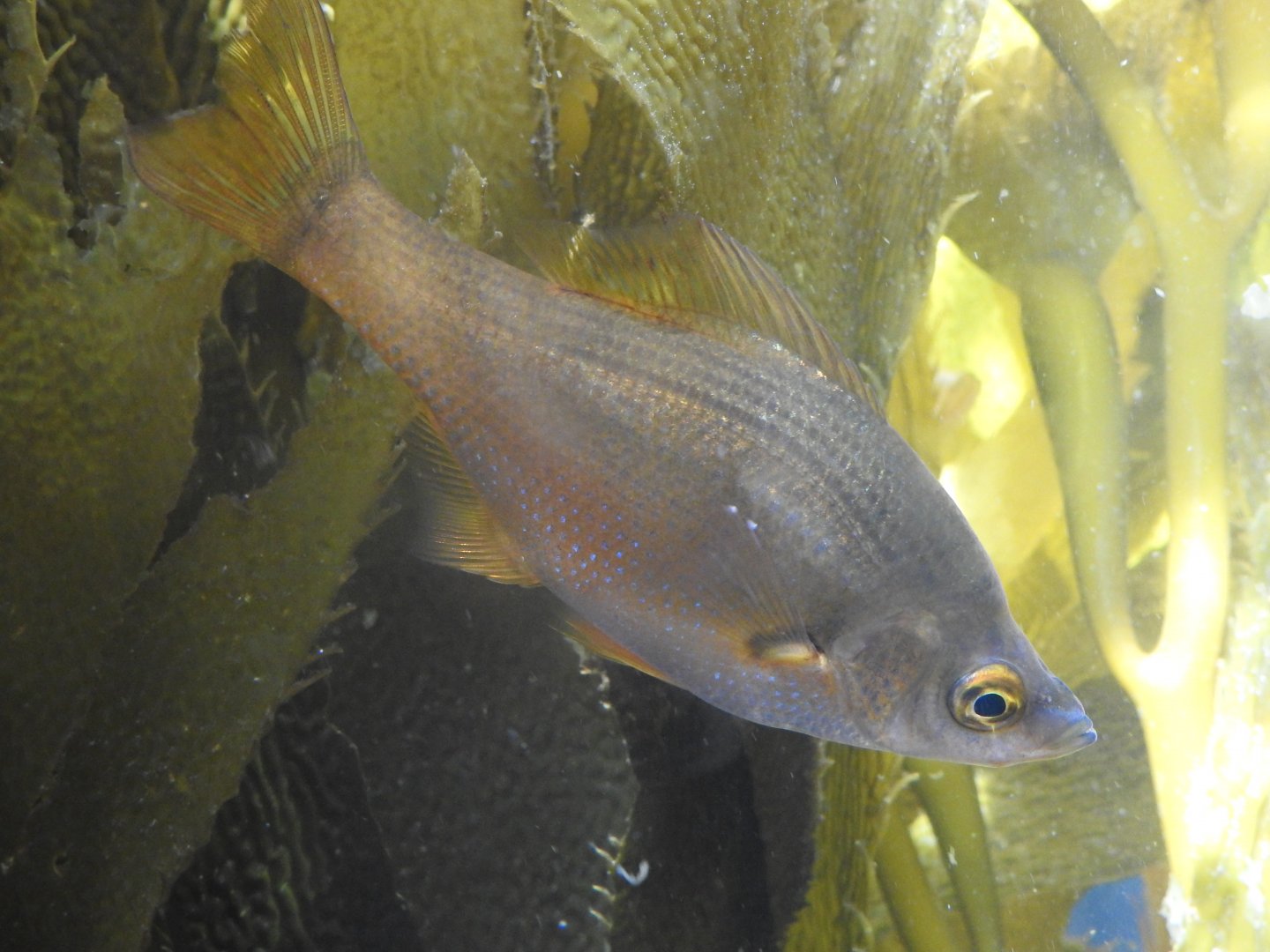 Kelp Surfperch