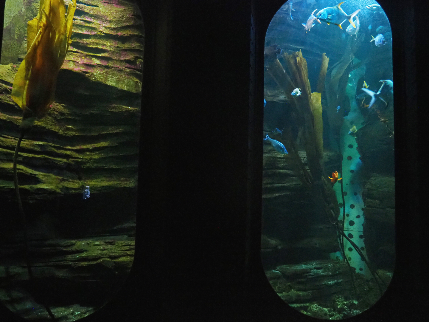 Kelp tank, 2022-09-14