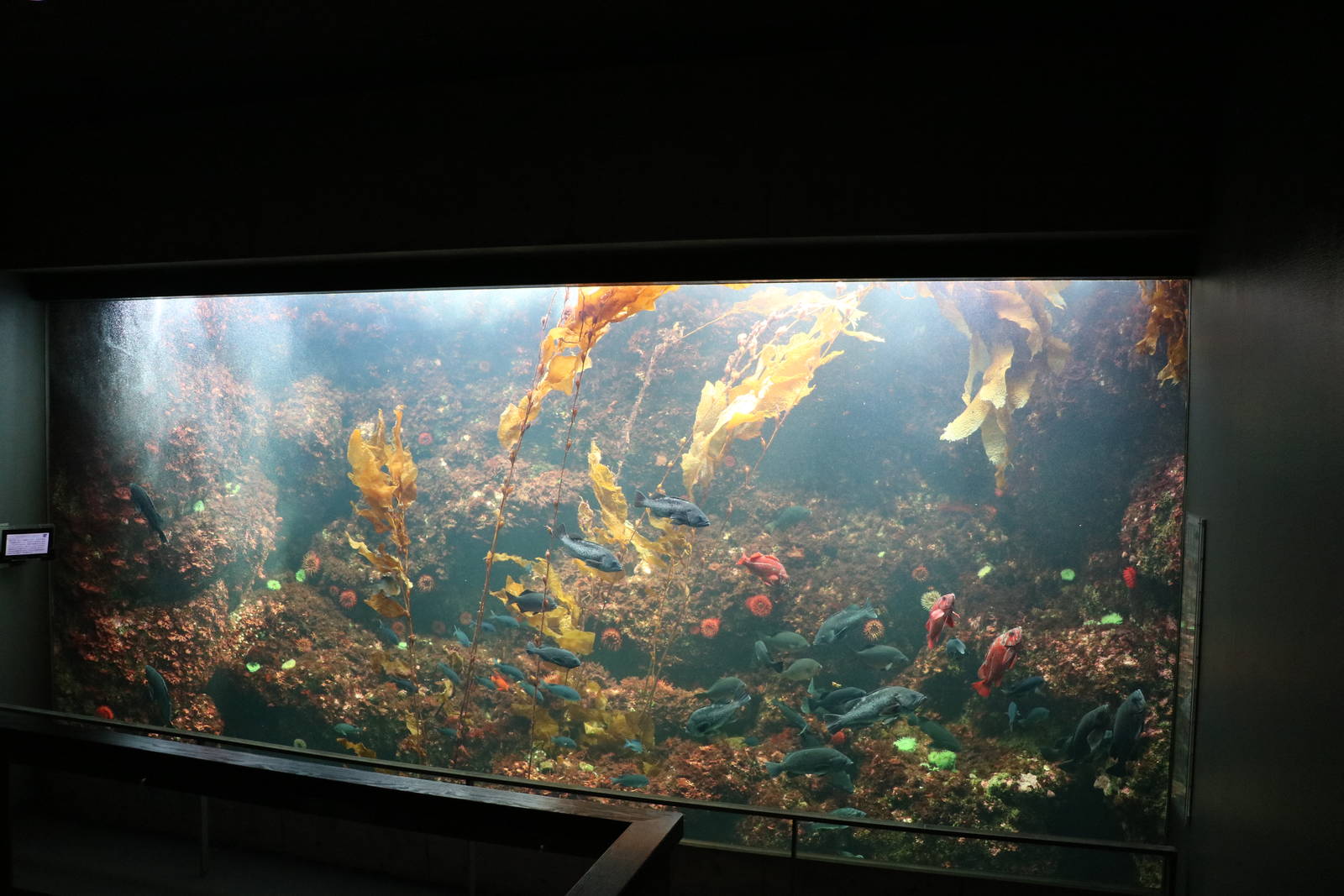 Kelp tank, February 2016