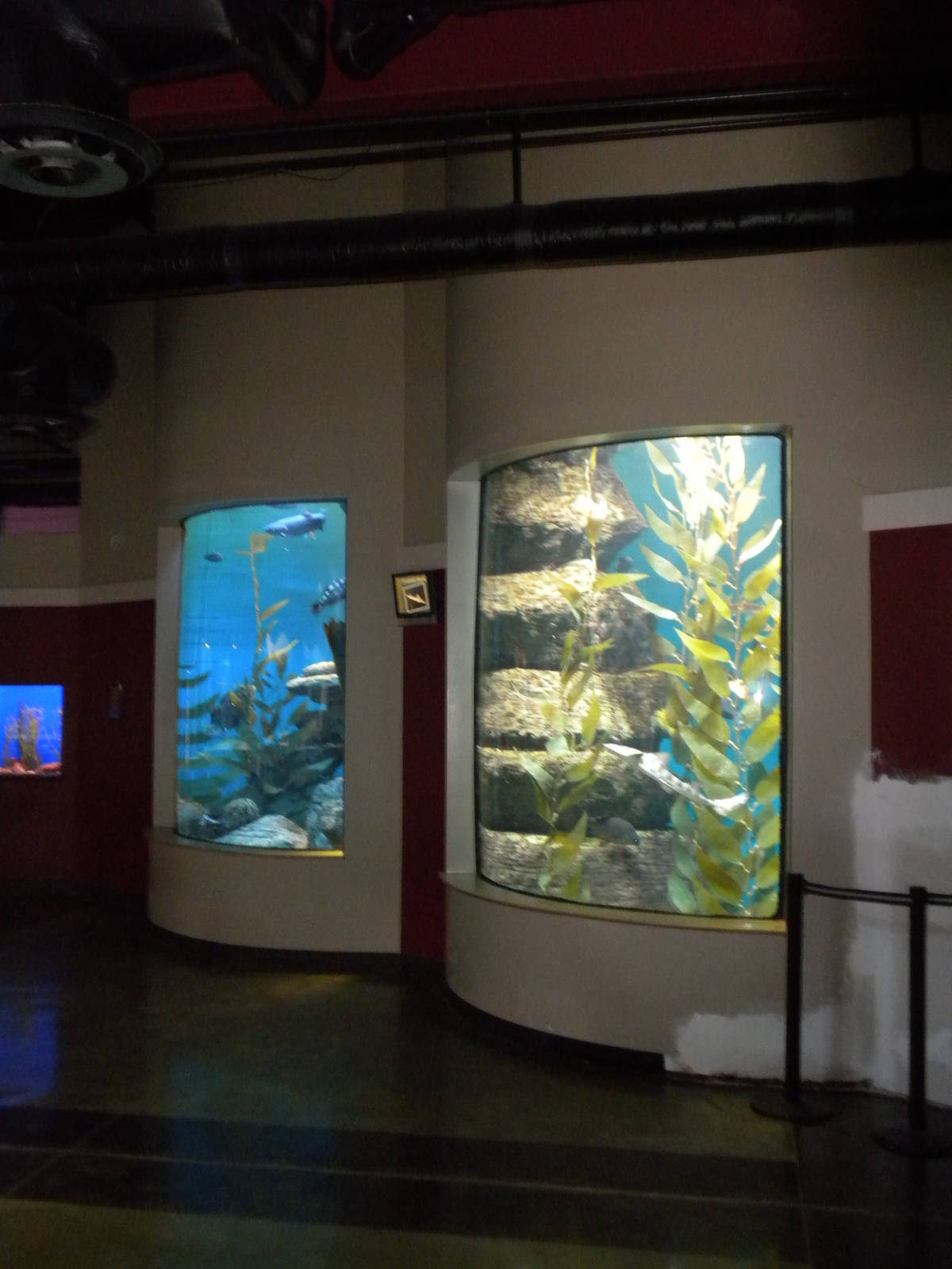 Kelp tank