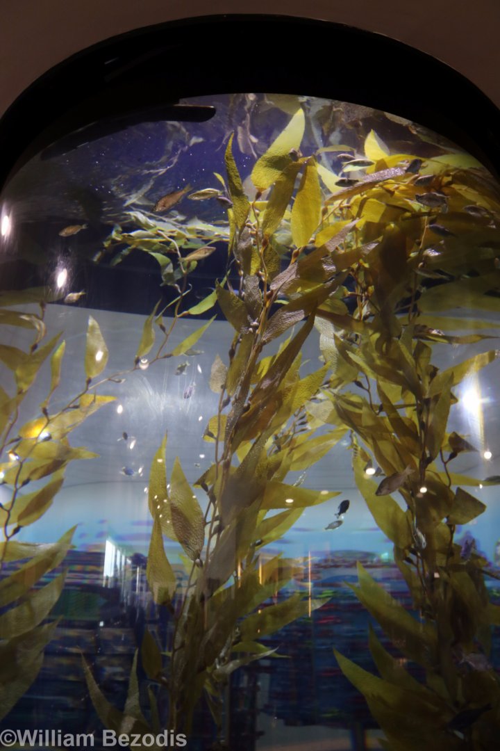 Kelp Tank