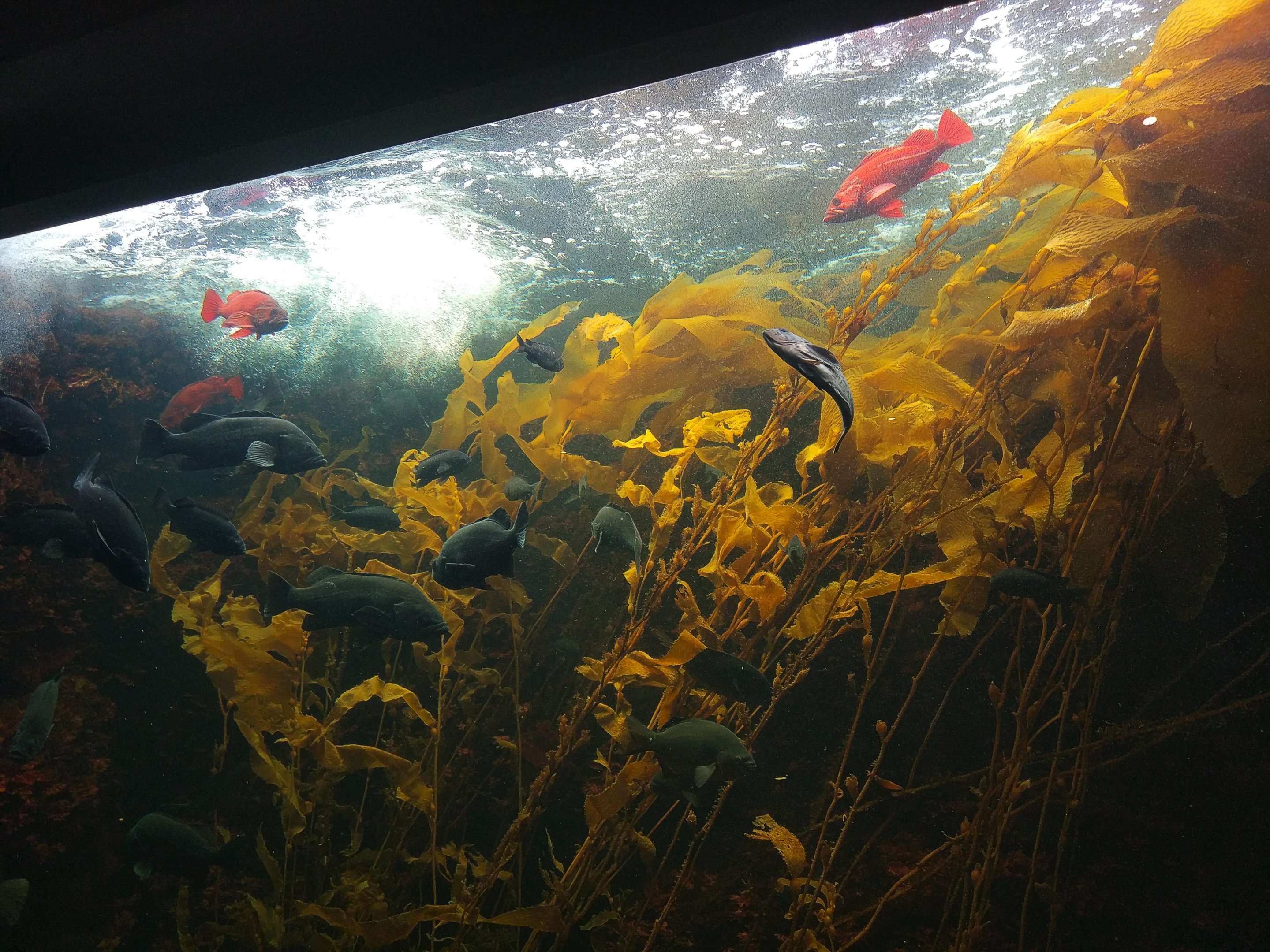 Kelp Tank