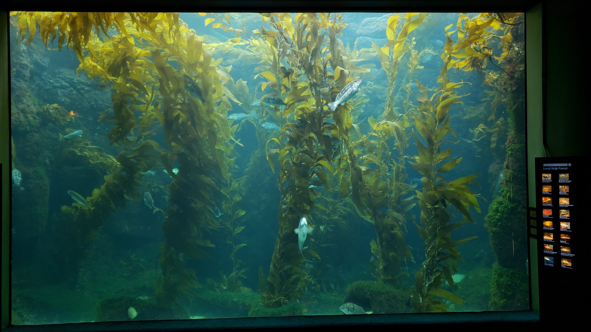 kelp tank