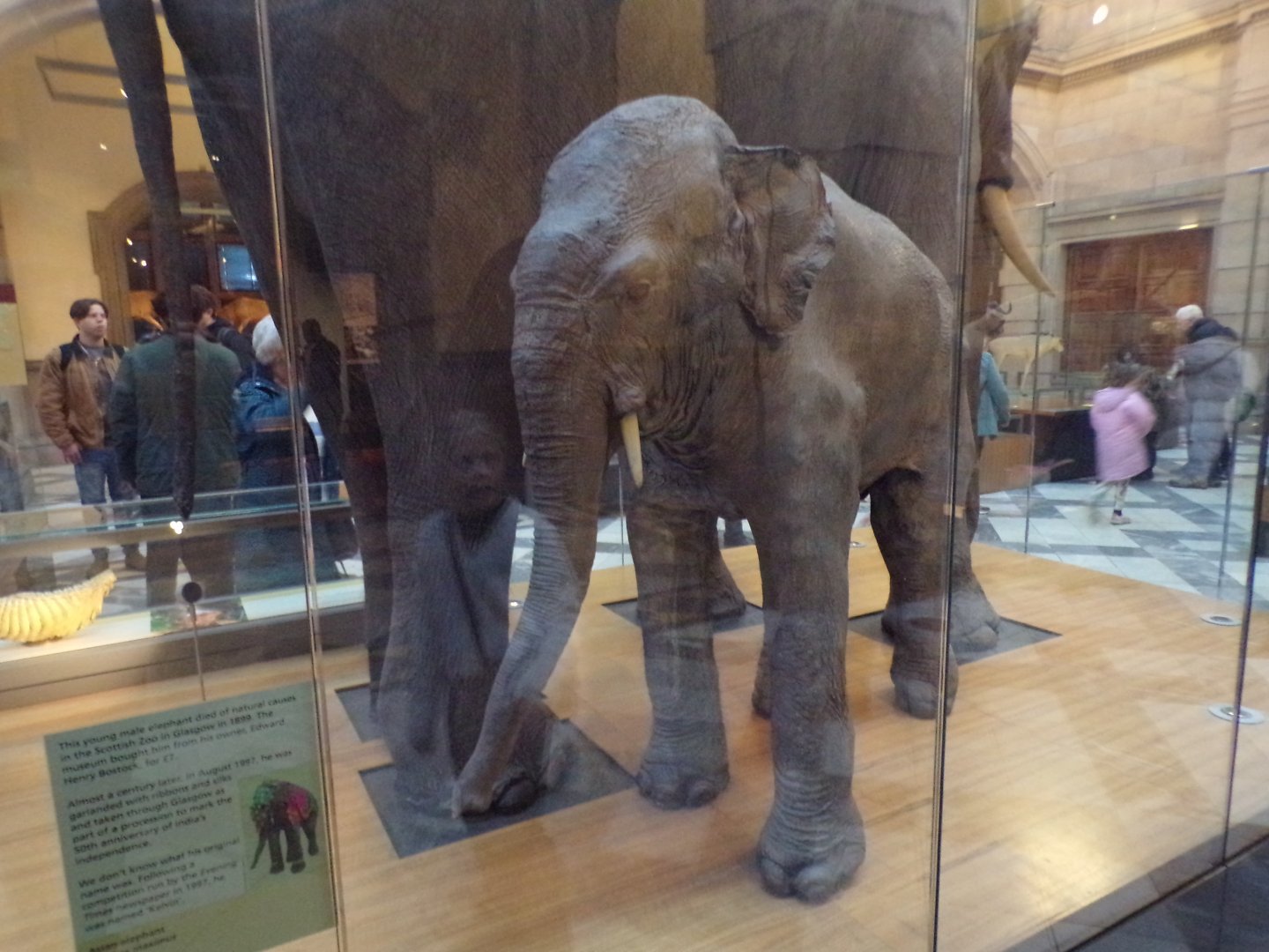 Kelvin the Asian elephant- note sign on the left (taken at Kelvingrove museum) 12.2.24