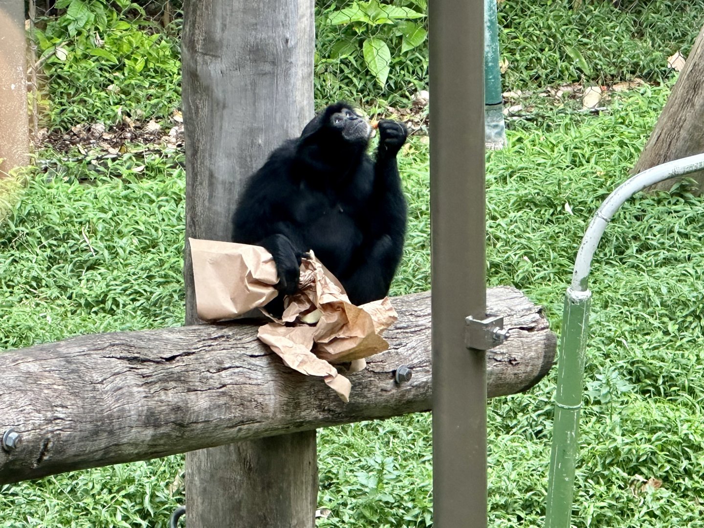 Kemala (female Siamang)