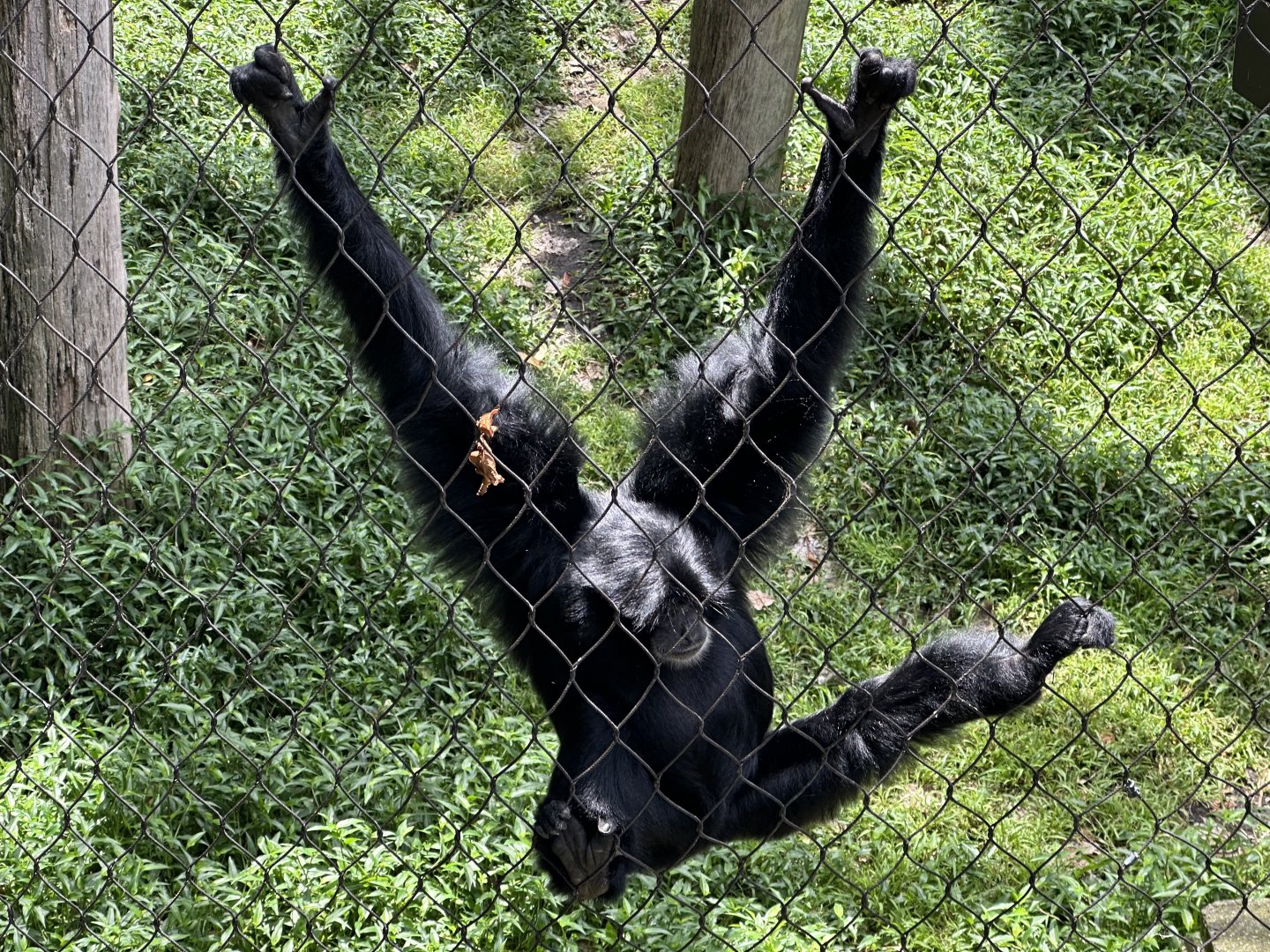 Kemala (Siamang)