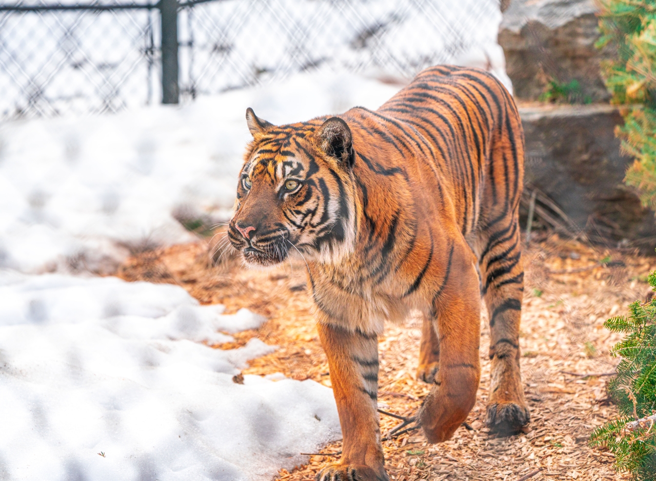 Kemala the female Sumatran Tiger