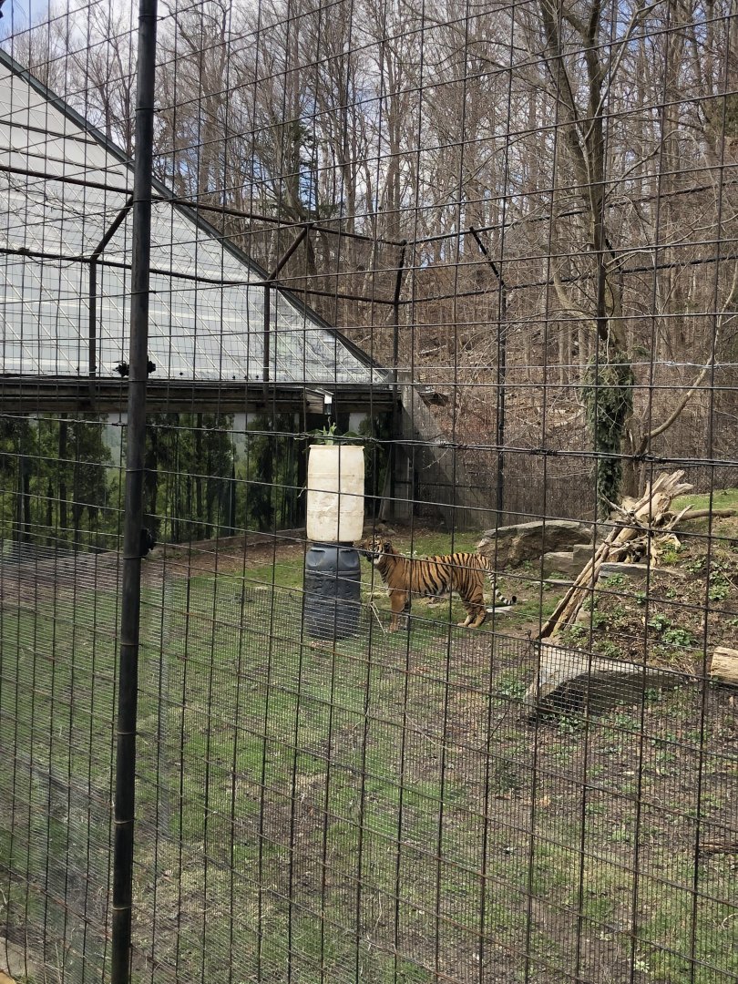 Kemala the Sumatran Tiger