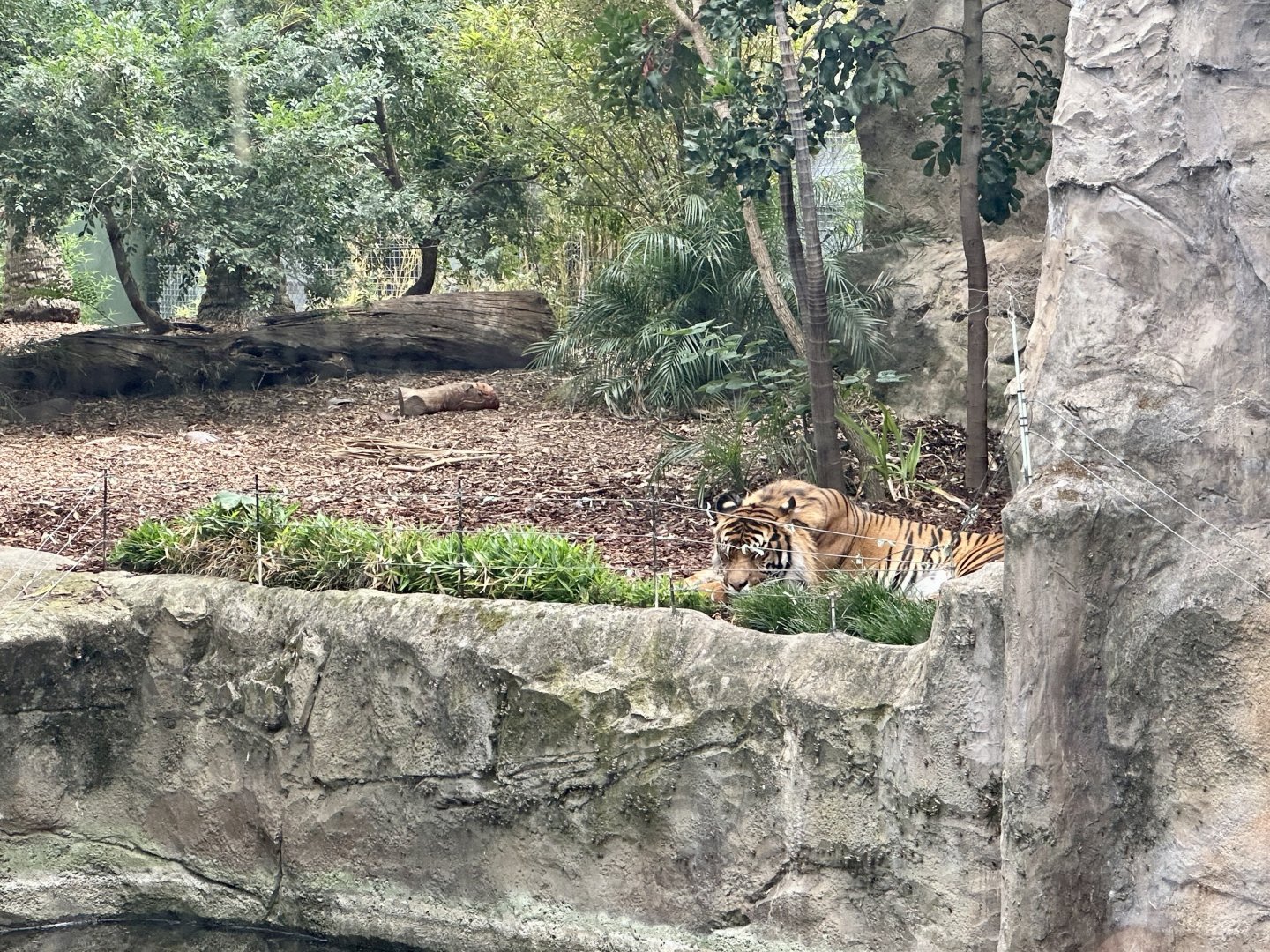 Kembali (Sumatran Tiger)