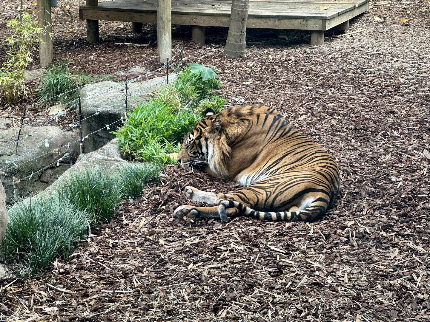 Kembali (Sumatran Tiger)