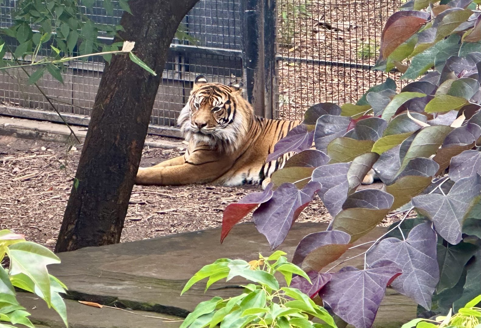 Kembali (Sumatran Tiger)