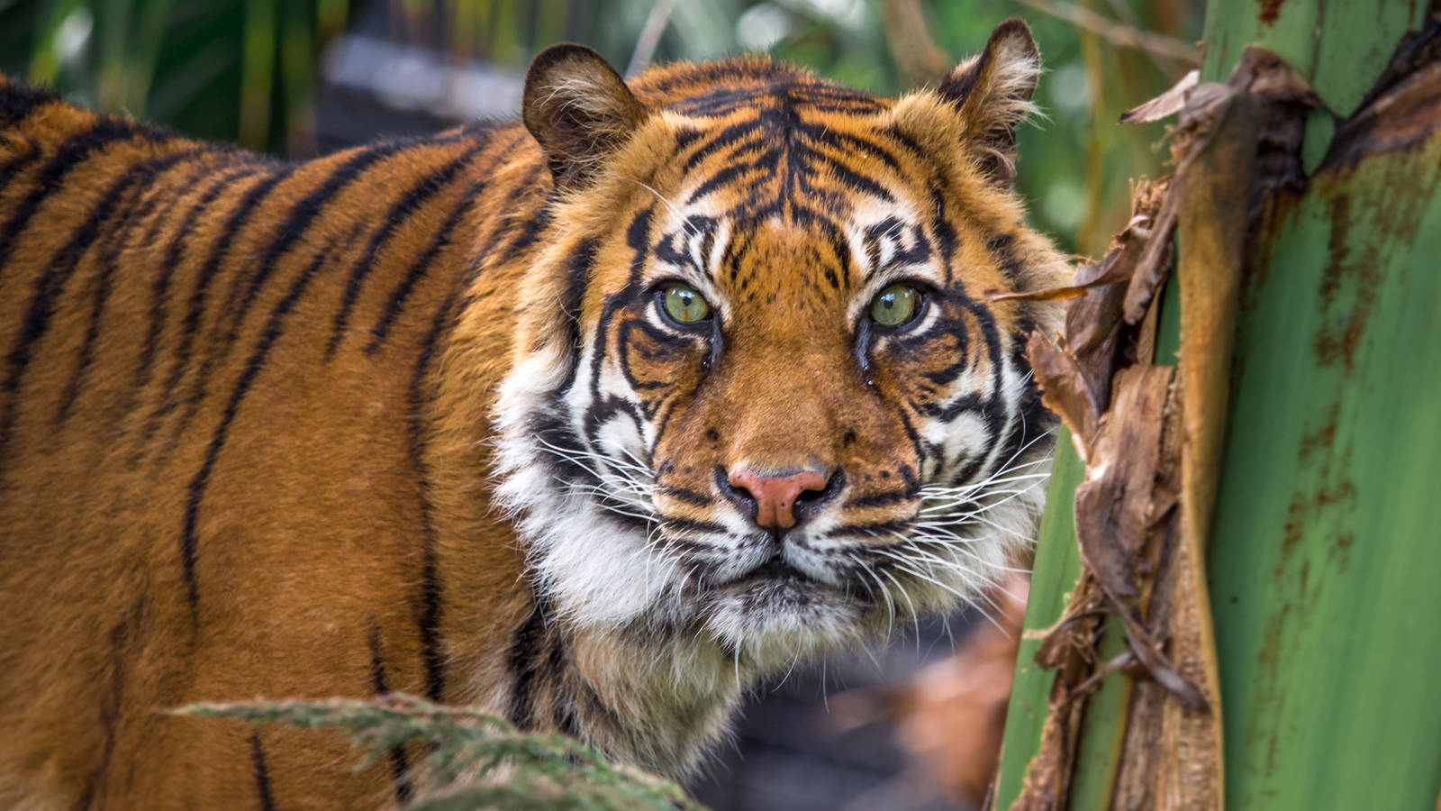 Kemiri follows the trail left by lunch (hidden by a keeper)