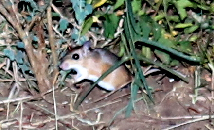 Kemp's gerbil (Gerbilliscus kempi)