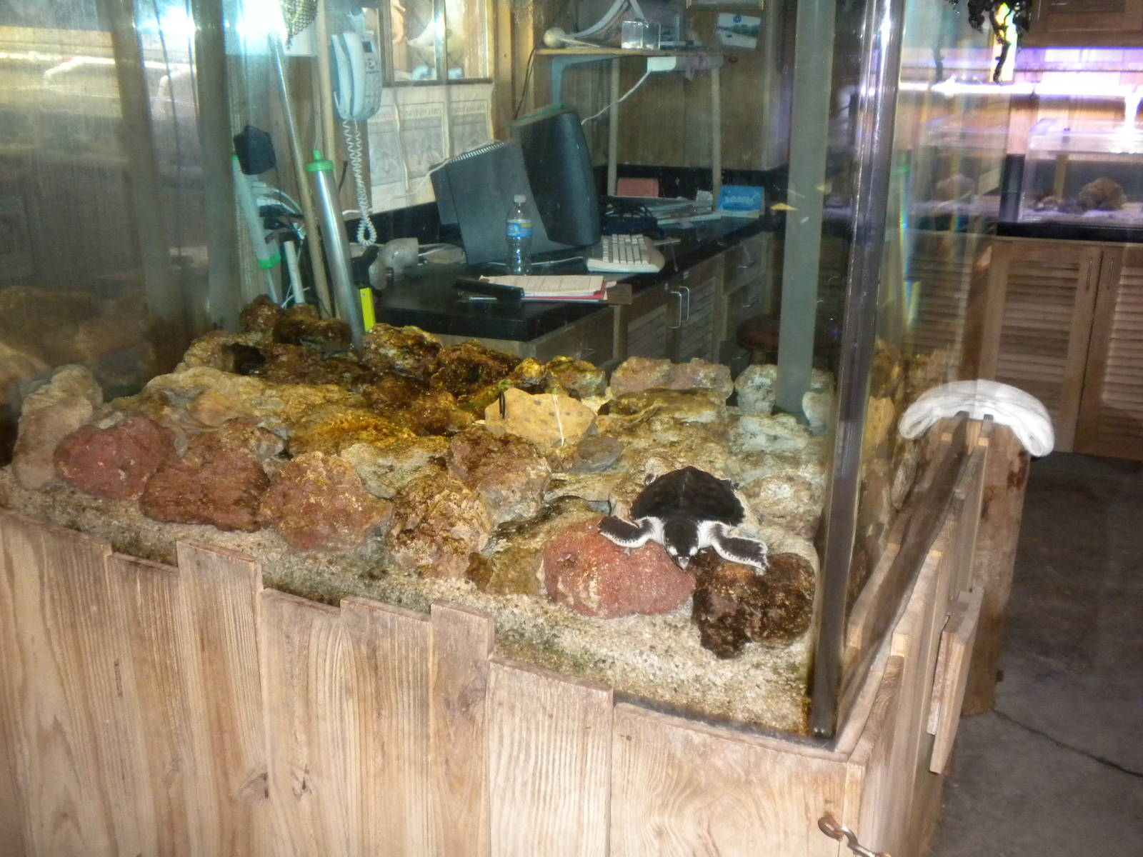 Kemp's Riddly Sea Turtle