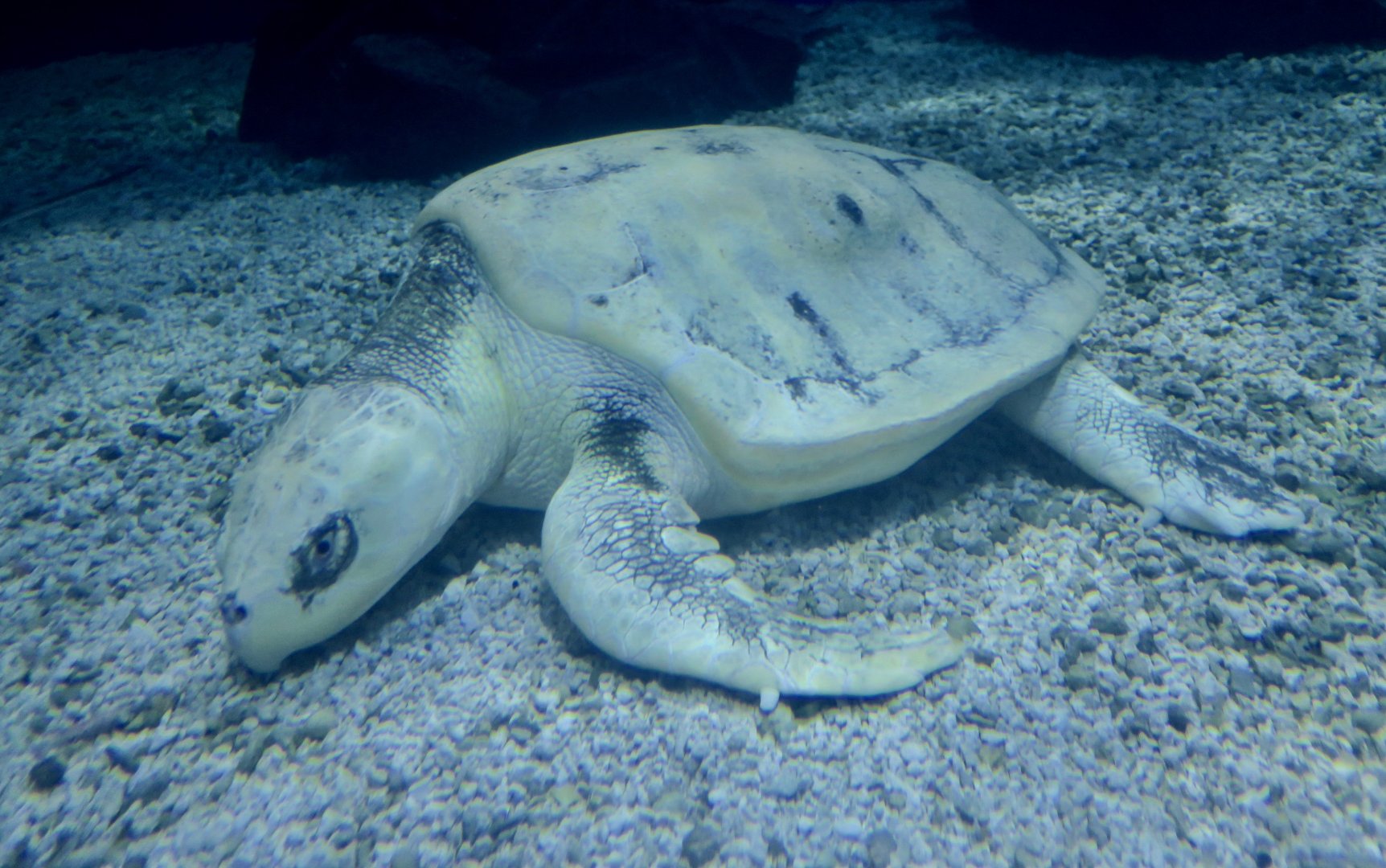 Kemp's Ridley (Lepidochelys kempii)