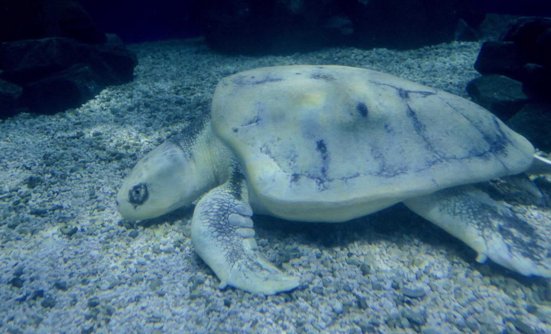 Kemp's Ridley (Lepidochelys kempii)