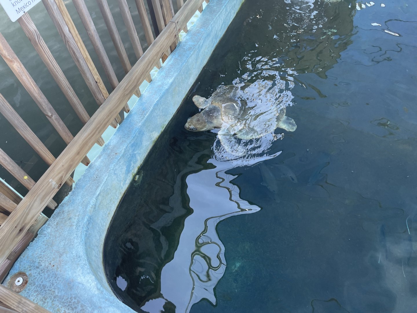 Kemp's Ridley Sea Turtle (1/2/24)